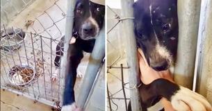 Liebenswerter, einsamer Tierheimhund möchte mit Menschen, die zu Besuch kommen, Händchen halten