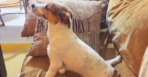 Maylo, un terrier Jack Russell, regarde un film d'horreur, réagit de façon adorable à la partie effrayante