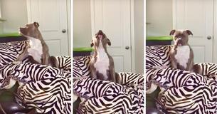Amerikaanse buldog zingt enthousiast mee met zijn favoriete countryliedje
