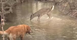 Un chien s'approche d'un cerf sauvage et gagne une grande notoriété sur Internet