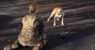 Un chien reconnaît sa propriétaire militaire après deux ans et les retrouvailles sont un pur bonheur