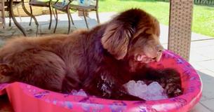 Newfoundland Chills Out In Pool Full Of Ice
