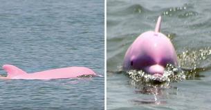 Zeldzame roze dolfijn bevalt van mooi roze kalfje