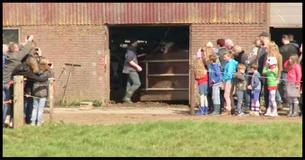 Virale beelden van koeien die worden vrijgelaten nadat ze 6 maanden in een schuur zaten