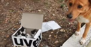 Un chien trouve des chatons errants négligés et s'empresse de devenir leur père adoptif