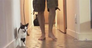 Un propriétaire essaie de faire marcher son chat en laisse mais ne s'attendait pas à la réaction du chat