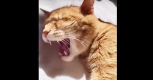 Un propriétaire chante une berceuse à son chat qui décide de se joindre à la performance
