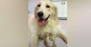 Golden Retriever Becomes Protector For Tiny Kitten