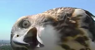 Curious Hawk Inspects TV Weather Camera