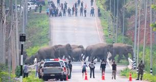 Herd Of 50 Elephants Captured On Film Crossing Busy Road