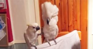 Un cacatoès échoue lamentablement à faire danser son ami