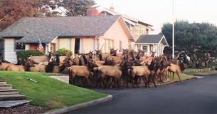 Large Elk Herd Congregates Outside House In Small Town