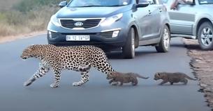 Une mère léopard traversant la route avec deux oursons capturés dans des images rares