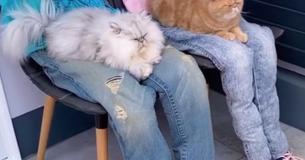Needy Cats Have Been Tricked Into Laying On Fake Laps