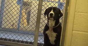 Shelter Dog Leaps With Excitement As He Realizes He's Going Home