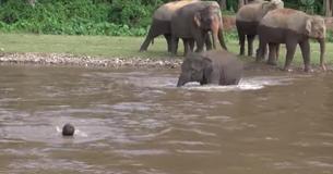Baby-Elefant eilt zur Rettung des Menschen vor dem 'Ertrinken' und begeistert das Internet