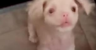 Un bébé albinos se révèle être le plus courageux des combattants !
