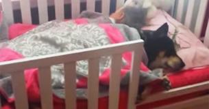 Une femme surveille sa fille et commence à filmer lorsqu'elle se rend compte que son chien dort à ses côtés