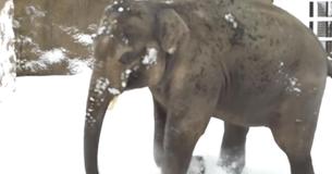 Lors de la fermeture d'un zoo pour cause de neige, un éléphant a été filmé en train de s'amuser comme un fou