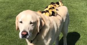 Lieve 11-jarige labrador redt achtergelaten eendjes en wordt hun nieuwe vader