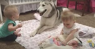 Lieve husky speelt met tweeling
