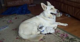 White German Shephard Maternally Cares For Baby Goat