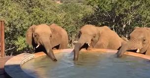 Elephants Found Sipping From Backyard Pool