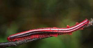 Fascinating Footage Shows Giant Red Fire Millipede In Motion