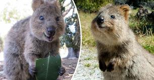 Quokka Named 'World’s Happiest Animal' — Here Are Photos Which Prove It