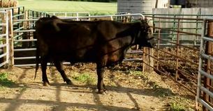 Farmer Believes Cow Is Pregnant, Stands There Frozen When He Looks At The Baby