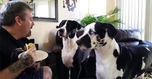 Un propriétaire de chien refuse de donner son sandwich à ses animaux et leur colère est adorablement drole.