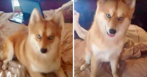 Le " Chien renard " est un croisement absolument magnifique entre le pomeranian et le husky