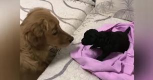 Golden Retriever is dolenthousiast met zijn nieuwe kleine zusje!