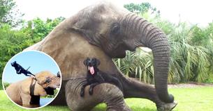 Le grand éléphant est le meilleur ami du Labrador noir et les deux jouent toujours ensemble