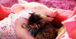 Abandoned Kitten And Rescued Piglet Comfort Each Other At Sanctuary