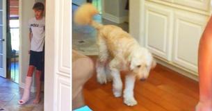 Dog Imitates Owner Hobbling On Crutches And It's Humorous