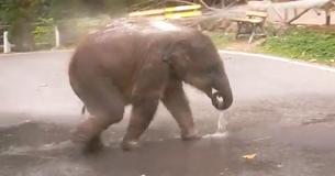 Clip Of Baby Elephant Enjoying Water Shower Wins Over The Internet