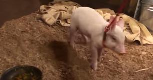 Piglet Headed For Butcher Falls Off Truck And Is Rescued At Just The Right Time