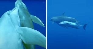 Mother Dolphin Adopts Baby Whale And Cares For It Over Three Year Span