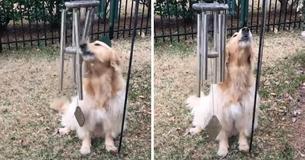 Cet extraordinaire golden retriever aime jouer du carillon à vent tous les jours en chantant avec la musique