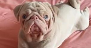 She Is One Of The Rarest Dogs In The World, A Rose Pug Named Milkshake