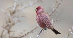 When You've Witnessed Rosefinches You'll Know The Little Birds Have Glorious Feathers And Harmonious Voices