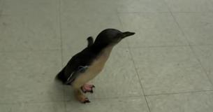 Curious Penguin Named Cookie Is Searching The Whole Zoo For His Favorite Caregiver