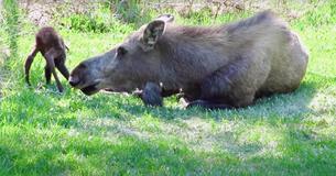 Mom Moose Gives Birth To Twin Calves