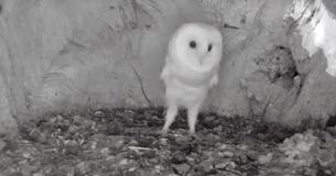 Endearing Barn Owl Baby Is Petrified Of Thunder And Lightning