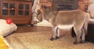 Adorable Little Donkey Named Tiny Tim Believes He’s Actually A Dog