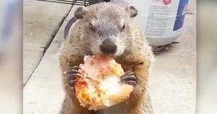 Pizza Groundhog Seen Nonchalantly Enjoying Slice Of Pizza On Porch