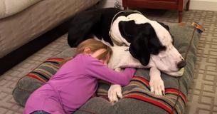 Sick Little Girl Rewards Her Great Dane Service Dog For Helping Her Walk Again