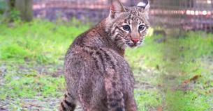 Flint The Adorable Bobcat Finds Forever Home