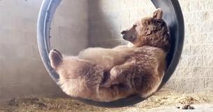 Video Of Bear Unwinding On Swing Is A Life Goal